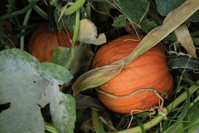 Butternut Squash Soup