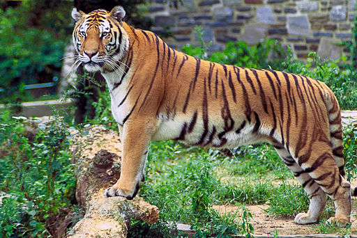 Photo: Bengal Tiger